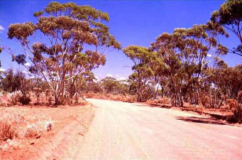 Savane