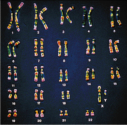 Caryotype humain !