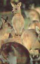 Kangourou