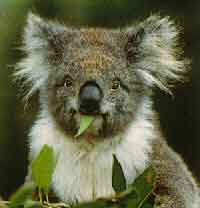 Koala