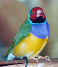 Mle