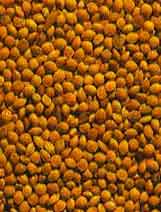 Millet Blanc