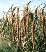 Millet en grappe