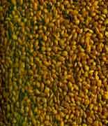 Millet jaune